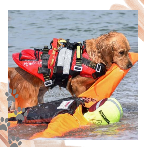 perro lifeguard