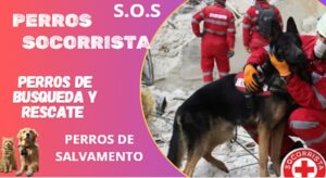 perros socorristas