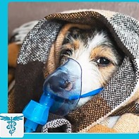 Parainfluenza Canina: