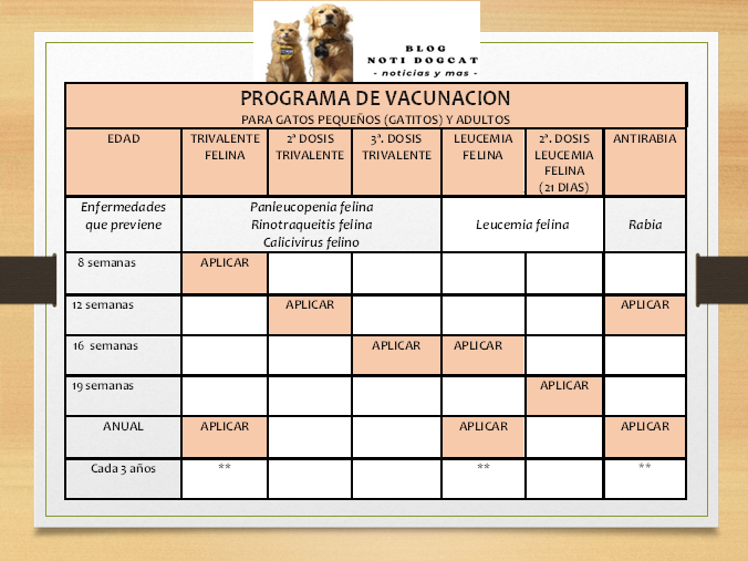 protocolo de Vacunación para gatos y gatitos