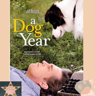 A dog Year