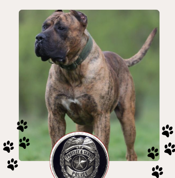 Presa Canario Policia