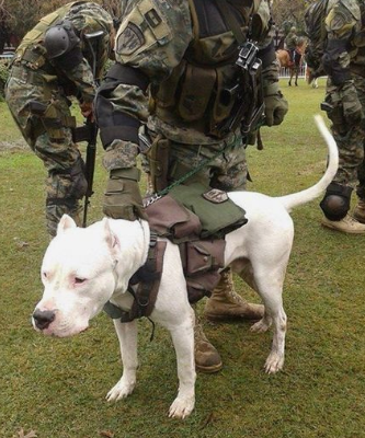 pecheras con bolsillos para perros