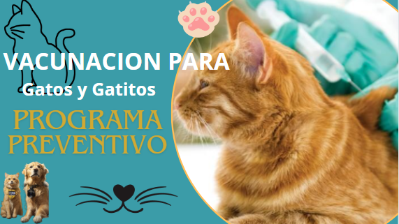 vacunacion gatos