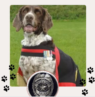 Springer Spaniel policia