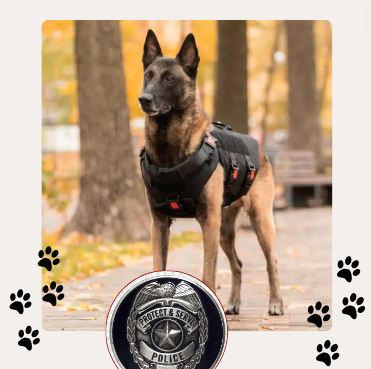 Malinois Belga policia