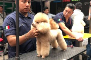 curso peluqueria canina basica con Rodrigo Torres 3 e1724420860721