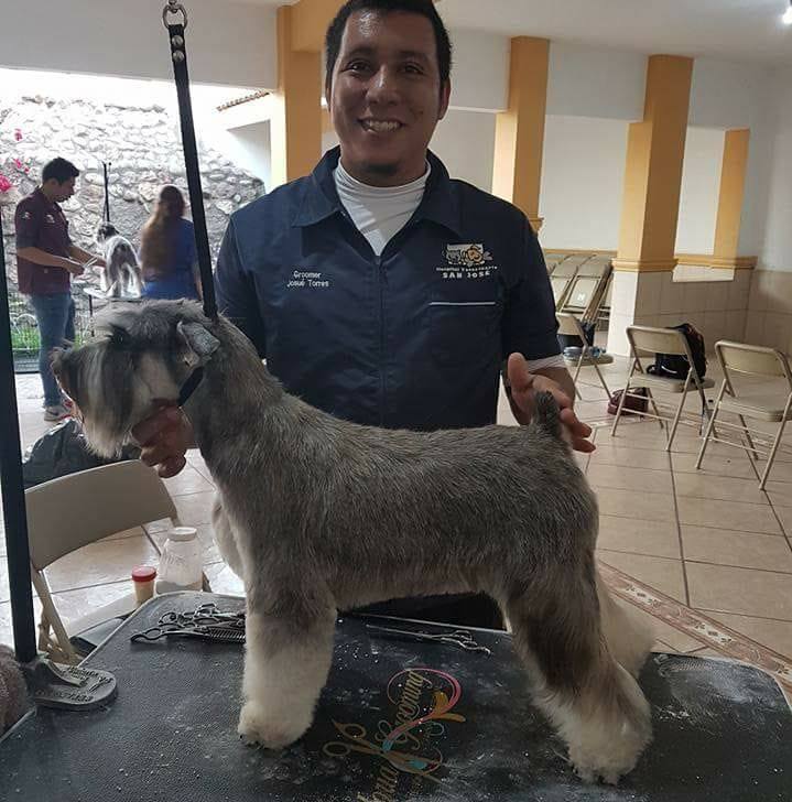 curso peluqueria canina basica con Rodrigo Torres 4