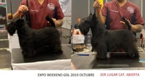 curso peluqueria canina basica con Rodrigo Torres 5