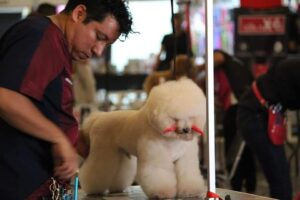 curso peluqueria canina basica con Rodrigo Torres 6