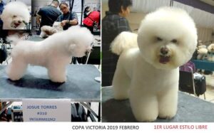 curso peluqueria canina basica con Rodrigo Torres 7