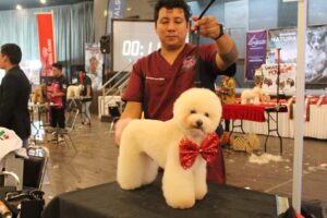 curso peluqueria canina basica con Rodrigo Torres 8