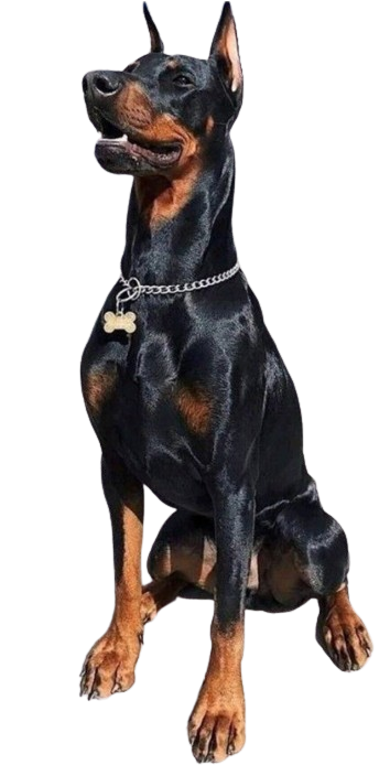 doberman