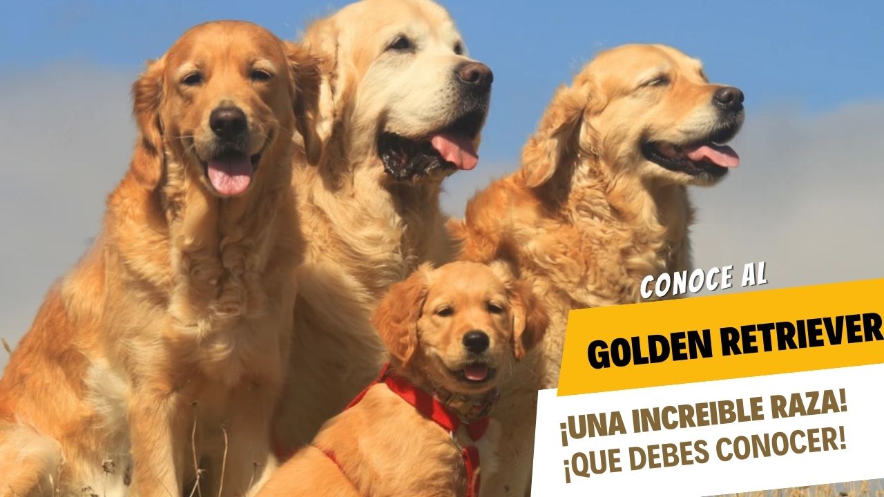 Golden Retriever ¡ Una Raza canina irresistible !