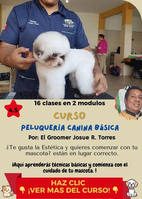 curso peluqueria canina basica josue torres 1