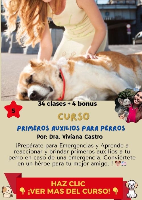 curso primeros auxilos perros viviana castro 1