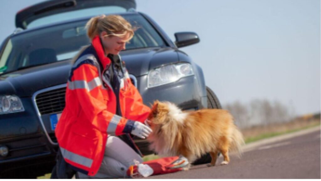 primeros auxilios para perros