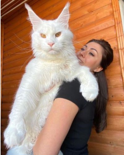 Kefir maine coon el mas grande del mundo