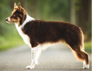 bolder collie liver