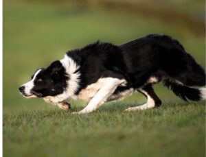 borden Collie del campo