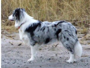 borden collie Blue Merle