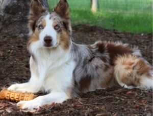 borden collie Red Merle