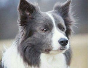 borden collie gris