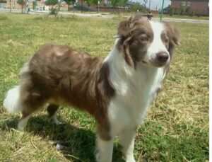 borden collie lillac