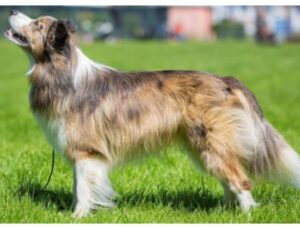 borden collie sable merle