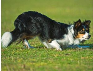 borden collie tricolor 1