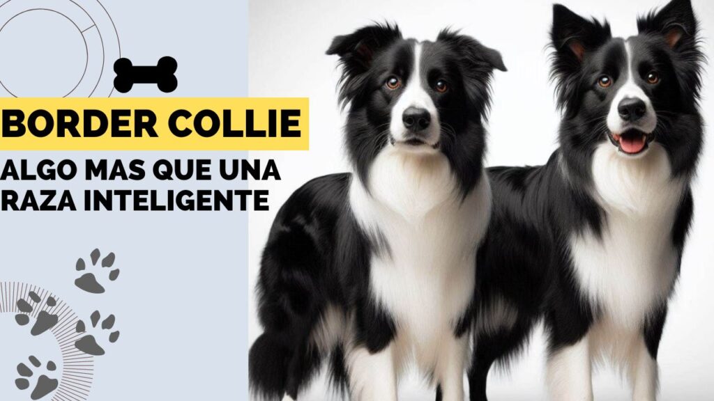 border collie algo mas que una raza inteligente 2