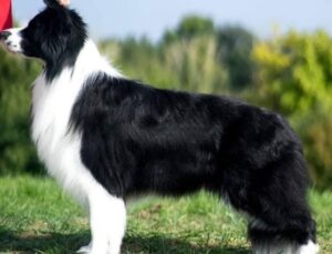 border collie blanco y negro