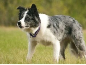 border collie blue merle atento