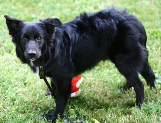 border collie negro