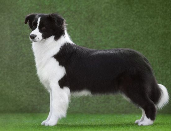 border collie parada elegante