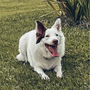 border collie pinto