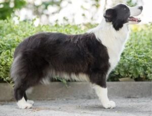 border collie pizarra 1