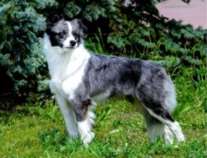 border collie pizarra