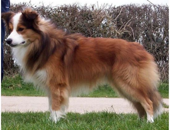 border collie sable