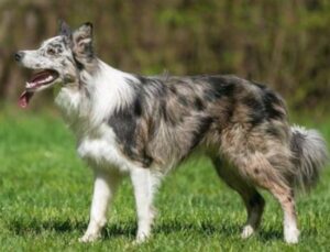 border collie seal merle