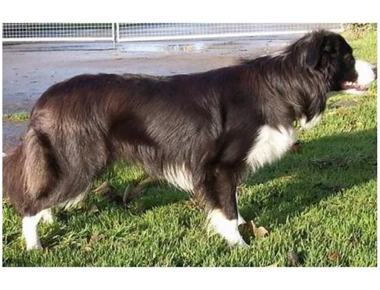 border collie seal