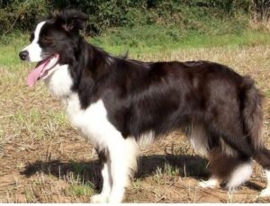 border collie trabajador