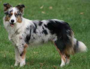 border collie tricolor merle