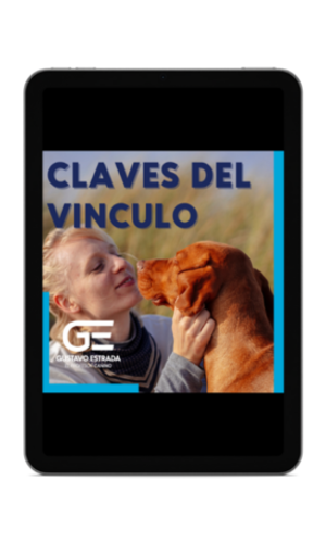 claves del vinculo