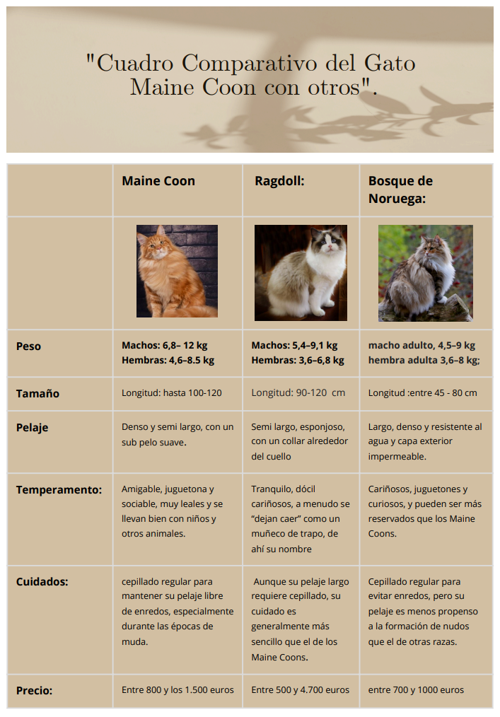 cuadro comparativo del maine coon