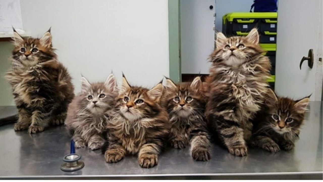 gatitos de maine coon