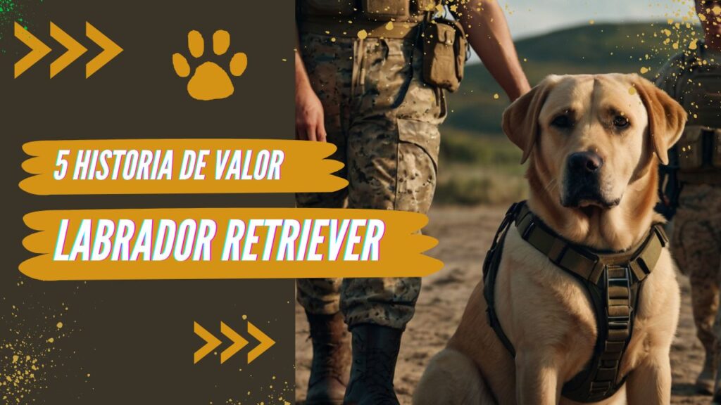 historias de valor de labrador retriever