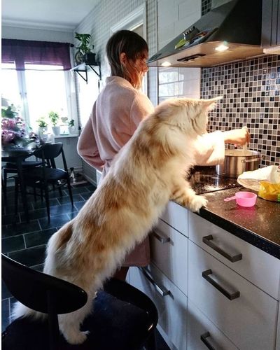 lotus maine coon cat