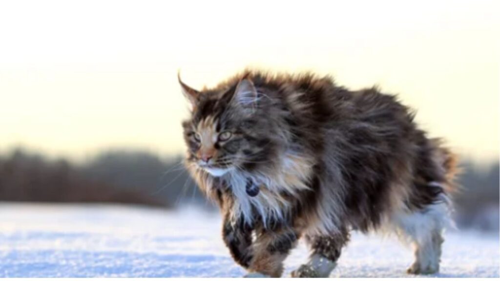 maine coon en la nieve