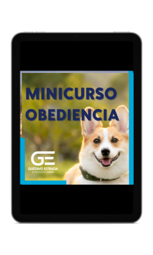 minicurso obediencia 1